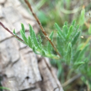 Leptorhynchos squamatus at Hackett, ACT - 18 Oct 2015 01:27 PM