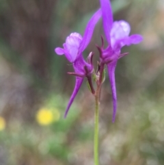 Linaria pelisseriana (Pelisser's Toadflax) at Hackett, ACT - 18 Oct 2015 by AaronClausen