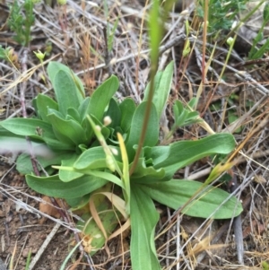 Linaria pelisseriana at Hackett, ACT - 18 Oct 2015