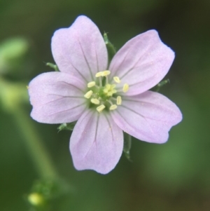 Geranium solanderi at Hackett, ACT - 18 Oct 2015