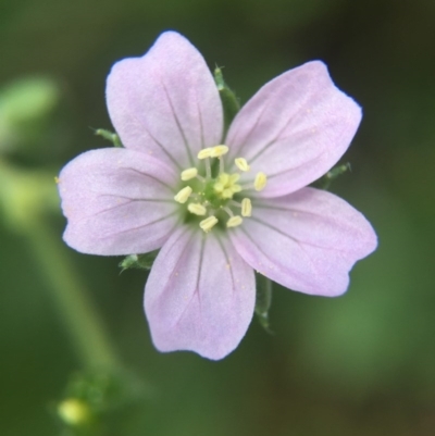 Geranium solanderi (Native Geranium) at Hackett, ACT - 18 Oct 2015 by AaronClausen