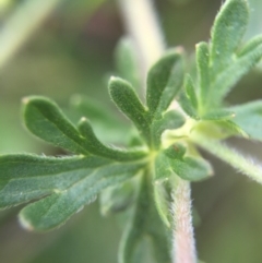 Geranium solanderi at Hackett, ACT - 18 Oct 2015