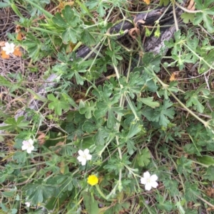 Geranium solanderi at Hackett, ACT - 18 Oct 2015