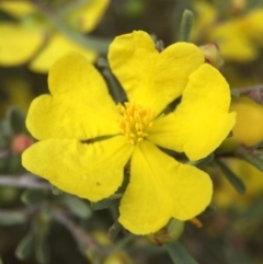 Hibbertia obtusifolia (Grey Guinea-flower) at Hackett, ACT - 18 Oct 2015 by AaronClausen