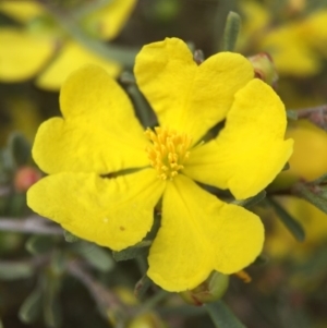 Hibbertia obtusifolia at Hackett, ACT - 18 Oct 2015