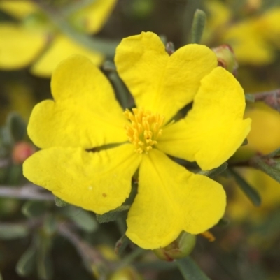 Hibbertia obtusifolia (Grey Guinea-flower) at Hackett, ACT - 18 Oct 2015 by AaronClausen