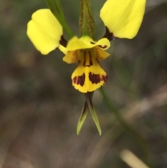 Diuris sulphurea (Tiger Orchid) at Hackett, ACT - 18 Oct 2015 by AaronClausen