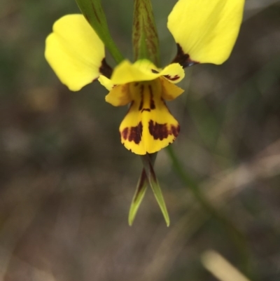 Diuris sulphurea (Tiger Orchid) at Hackett, ACT - 18 Oct 2015 by AaronClausen