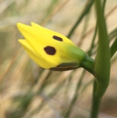 Diuris sulphurea (Tiger Orchid) at Hackett, ACT - 18 Oct 2015 by AaronClausen