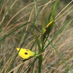 Diuris sulphurea at Hackett, ACT - suppressed