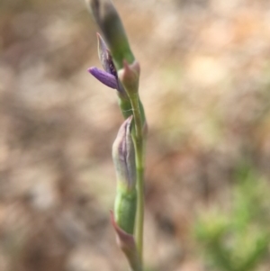 Thelymitra sp. at Hackett, ACT - suppressed