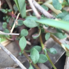 Poranthera microphylla at Hackett, ACT - 18 Oct 2015