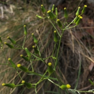 Senecio quadridentatus at Hackett, ACT - 18 Oct 2015 01:51 PM