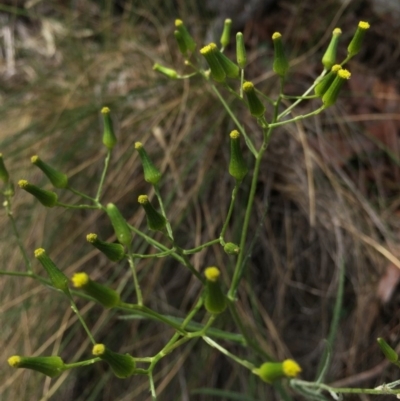 Senecio quadridentatus (Cotton Fireweed) at Hackett, ACT - 18 Oct 2015 by AaronClausen