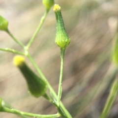 Senecio quadridentatus at Hackett, ACT - 18 Oct 2015