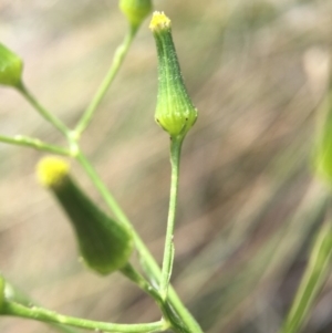 Senecio quadridentatus at Hackett, ACT - 18 Oct 2015