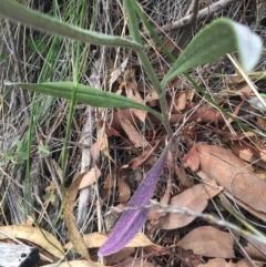 Senecio quadridentatus at Hackett, ACT - 18 Oct 2015 01:51 PM