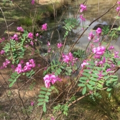 Indigofera australis subsp. australis (Australian Indigo) at Canberra Central, ACT - 18 Oct 2015 by AaronClausen