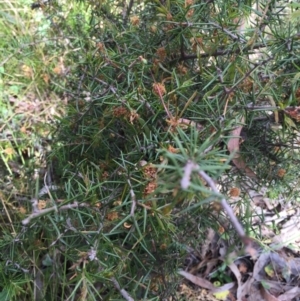 Acacia ulicifolia at Canberra Central, ACT - 18 Oct 2015 02:43 PM