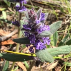 Ajuga australis at Canberra Central, ACT - 18 Oct 2015 02:48 PM