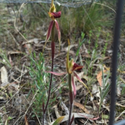 Caladenia actensis (Canberra Spider Orchid) by AaronClausen