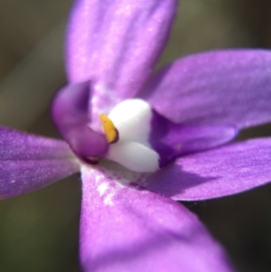 Glossodia major at Canberra Central, ACT - suppressed