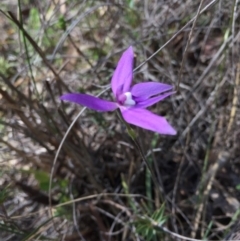 Glossodia major at Canberra Central, ACT - suppressed