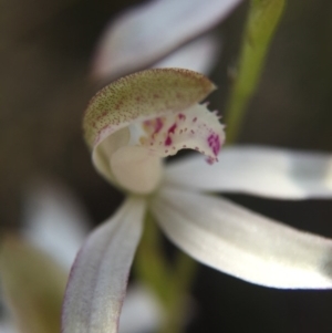 Caladenia moschata at Canberra Central, ACT - suppressed