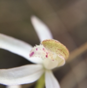 Caladenia moschata at Canberra Central, ACT - suppressed