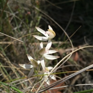 Caladenia moschata at Canberra Central, ACT - suppressed