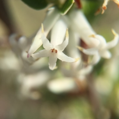 Brachyloma daphnoides (Daphne Heath) at Canberra Central, ACT - 18 Oct 2015 by AaronClausen