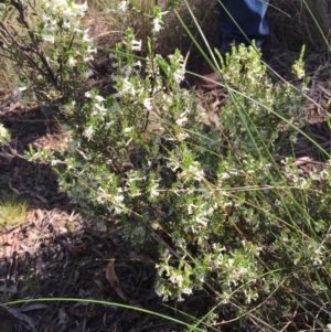 Brachyloma daphnoides at Canberra Central, ACT - 18 Oct 2015