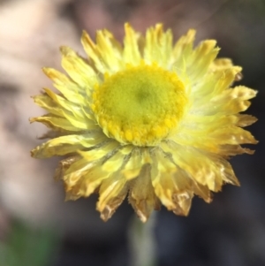 Coronidium scorpioides at Canberra Central, ACT - 18 Oct 2015