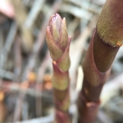 Dipodium roseum (Rosy Hyacinth Orchid) at Canberra Central, ACT - 18 Oct 2015 by AaronClausen