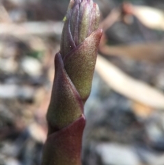 Dipodium roseum at Canberra Central, ACT - suppressed