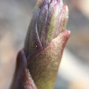 Dipodium roseum at Canberra Central, ACT - suppressed