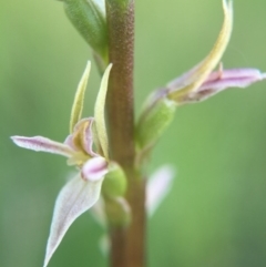 Paraprasophyllum petilum (Tarengo Leek Orchid) by AaronClausen