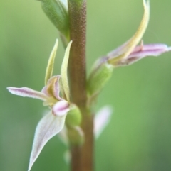 Prasophyllum petilum (Tarengo Leek Orchid) at Hall, ACT - 18 Oct 2015 by AaronClausen