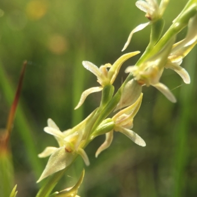 Paraprasophyllum petilum (Tarengo Leek Orchid) by AaronClausen