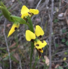 Diuris sulphurea (Tiger Orchid) at Aranda, ACT - 18 Oct 2015 by AaronClausen