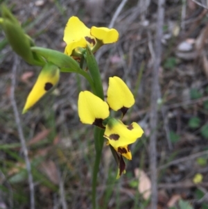 Diuris sulphurea at Aranda, ACT - suppressed