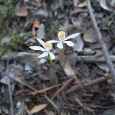 Caladenia moschata (Musky Caps) at Aranda, ACT - 18 Oct 2015 by AaronClausen