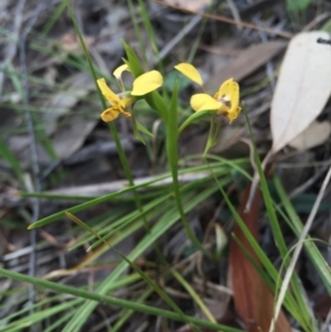 Diuris nigromontana at Aranda, ACT - suppressed