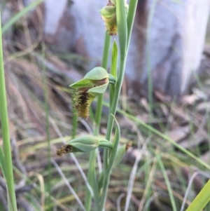 Calochilus montanus at Aranda, ACT - suppressed