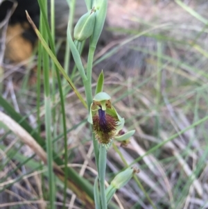 Calochilus montanus at Aranda, ACT - 18 Oct 2015