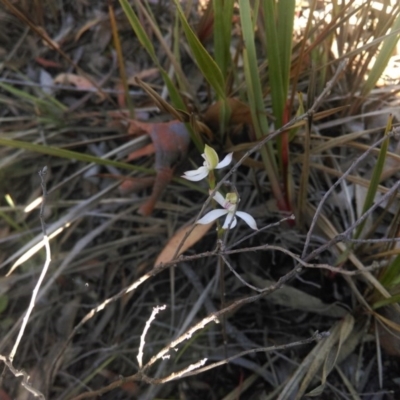 Caladenia moschata (Musky Caps) at Bruce, ACT - 15 Oct 2015 by CanberraNatureMap