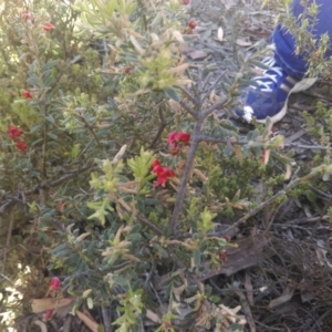 Grevillea alpina at Bruce, ACT - 16 Oct 2015