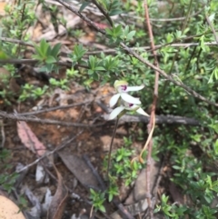 Caladenia cucullata (Lemon Caps) at Acton, ACT - 18 Oct 2015 by ibaird