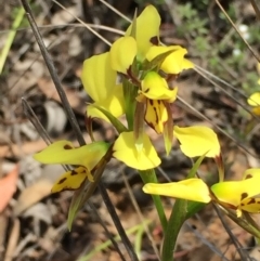 Diuris sulphurea (Tiger Orchid) at O'Connor, ACT - 18 Oct 2015 by ibaird