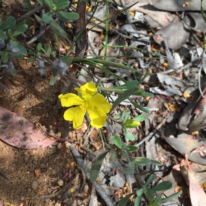 Hibbertia obtusifolia at Acton, ACT - 18 Oct 2015 12:54 PM